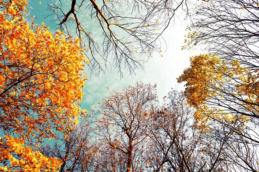 A photo of trees with fall leaves and sky